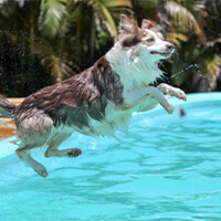 Summers End Doggie Dip at Culligan Water Park before we bid adieu to the swimming season