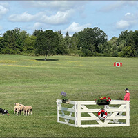 The Sheepdog Trials highlight the extraordinary relationship between sheepdogs and their handlers