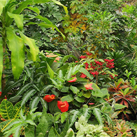 Hosted by Stone City Tropicals, the event promises not just an array of rare plants but also showcases local artisans who share a deep-rooted passion for the botanical world